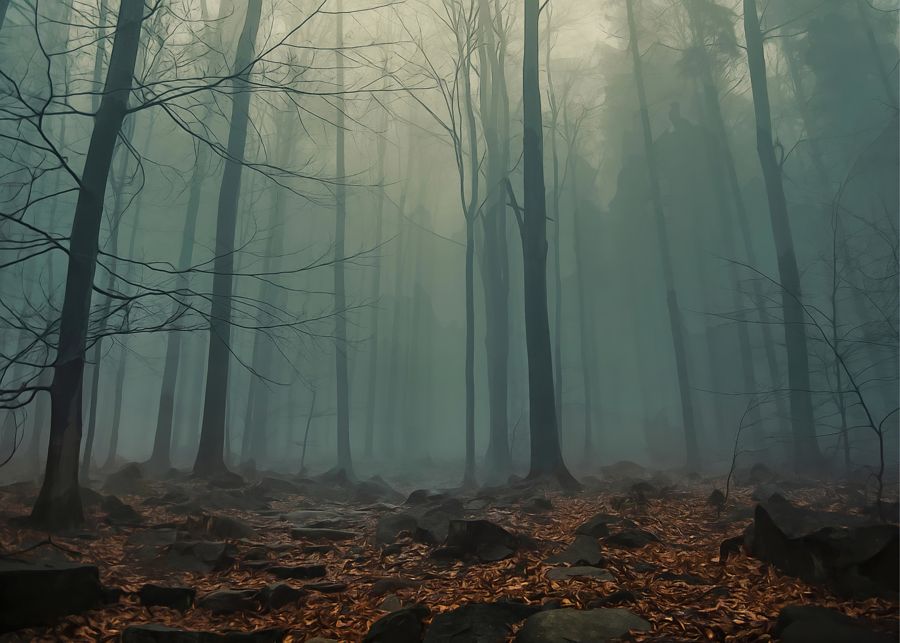 Forests, Mysterious Foggy Woods Forest Landscape