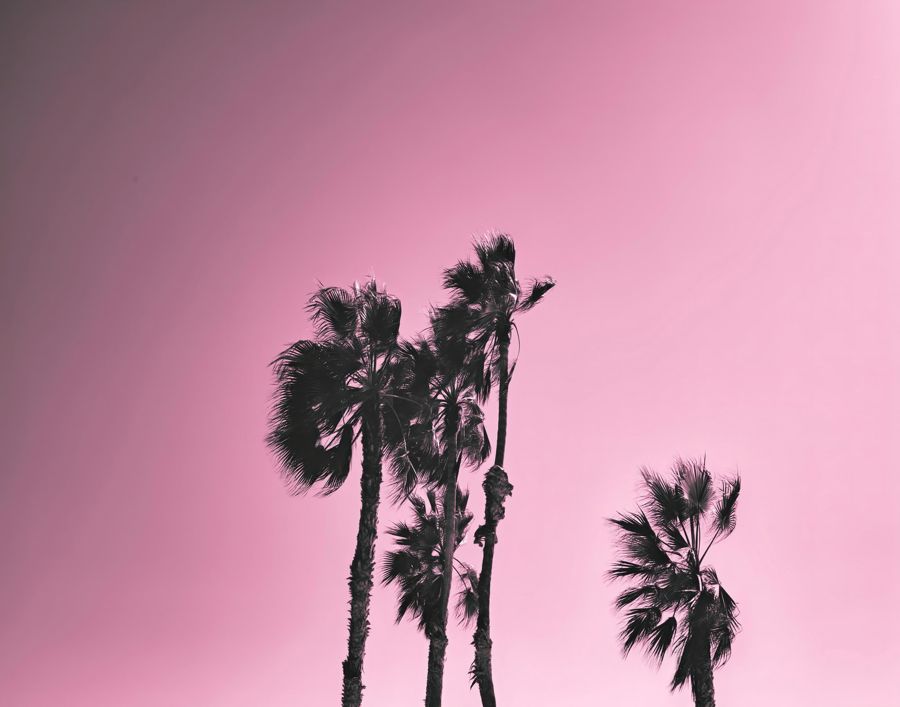 , Palm Tree Pink Sky Horizontal