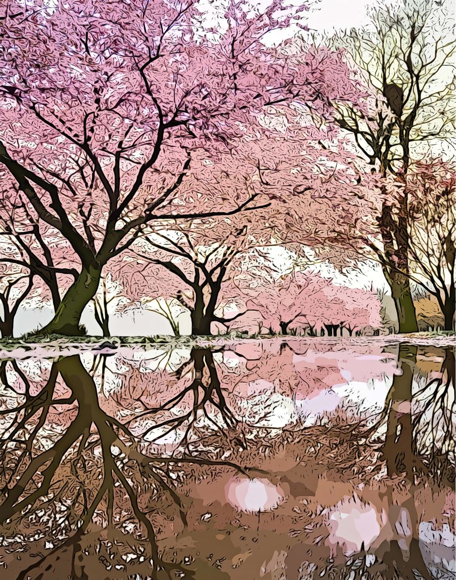 Flowers, Pink Blossom Trees Reflection Cherry