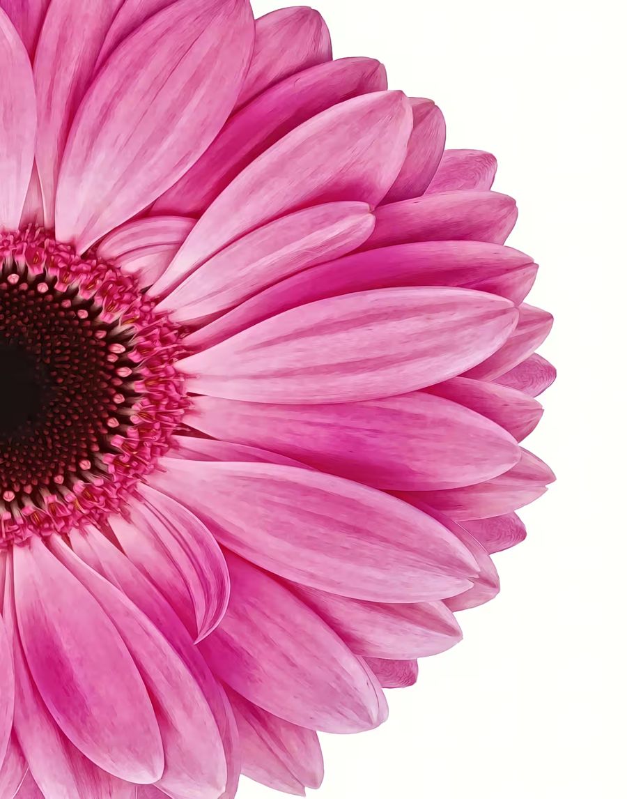 Flowers, Pink Gerbera Daisy Flower
