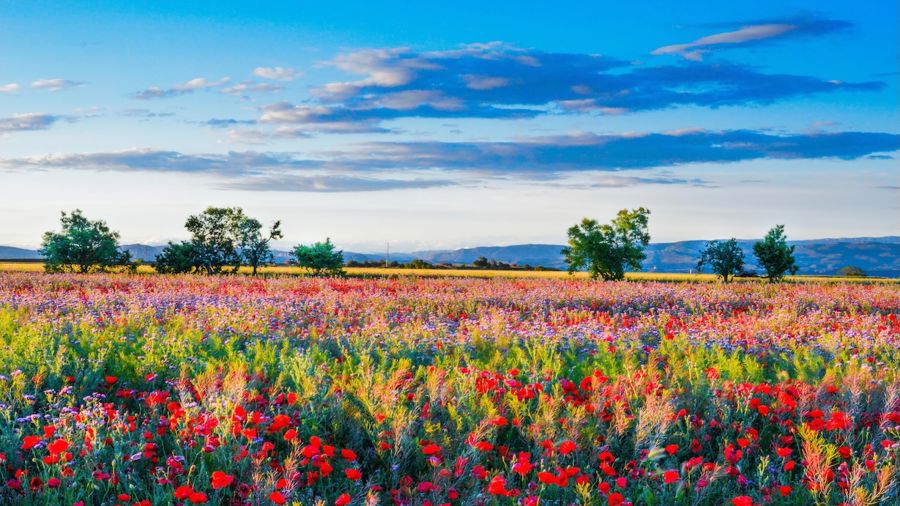 Claude Monet, Poppy Field