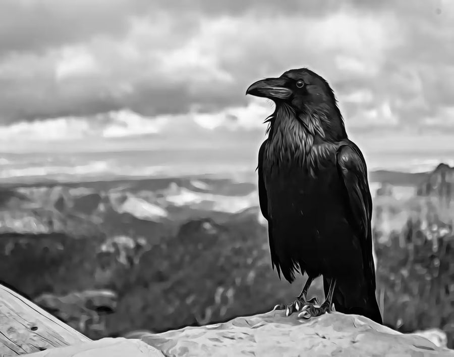 , Raven Sitting Rock Crow Raven