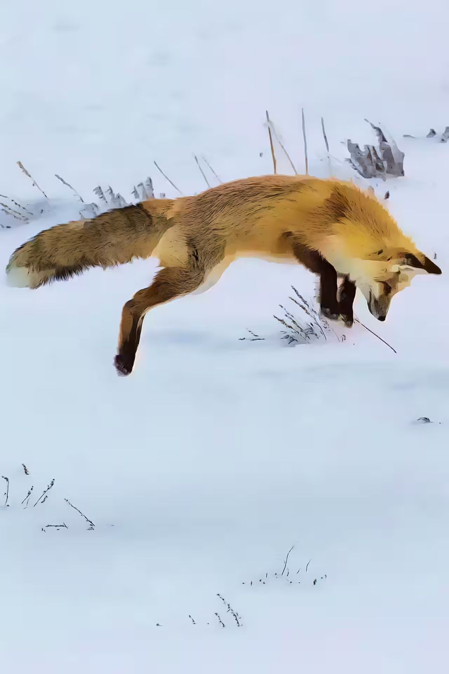 Seasonal, Red Fox Hunting Snow 3