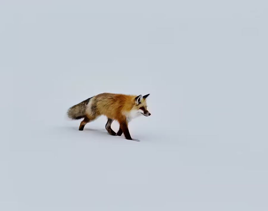 Seasonal, Red Fox Walking Snow Fox