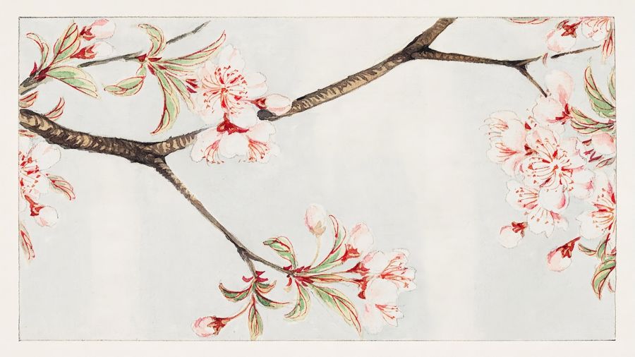 Flowers, Sakura Cherry Blossom