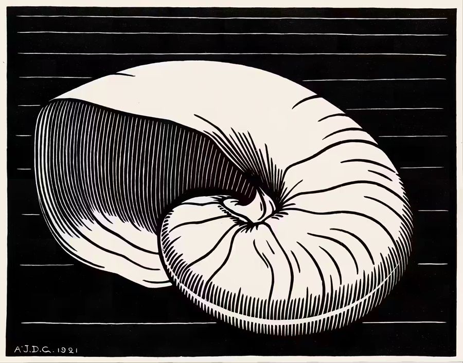 , Sea Shell Nouveau Shell Julie