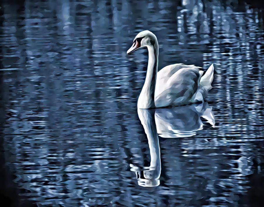 , Swan Water Home Office Decor