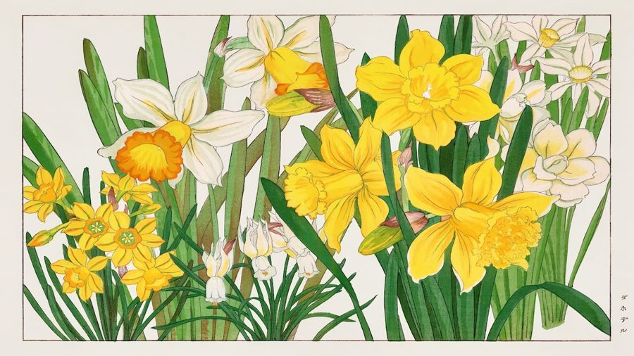 Flowers, Vintage Japanese Daffodil