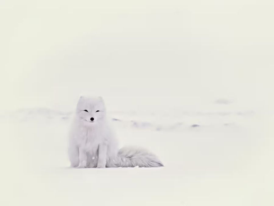 Seasonal, White Arctic Fox Snow Fox