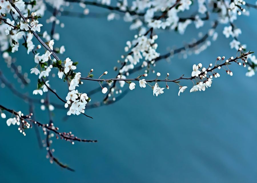 Flowers, White Blossom Tree Branch Cherry