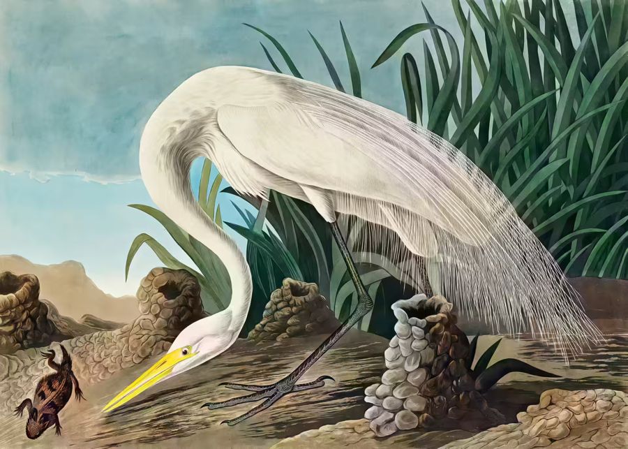 , White Heron Tropical Bird Wildlife