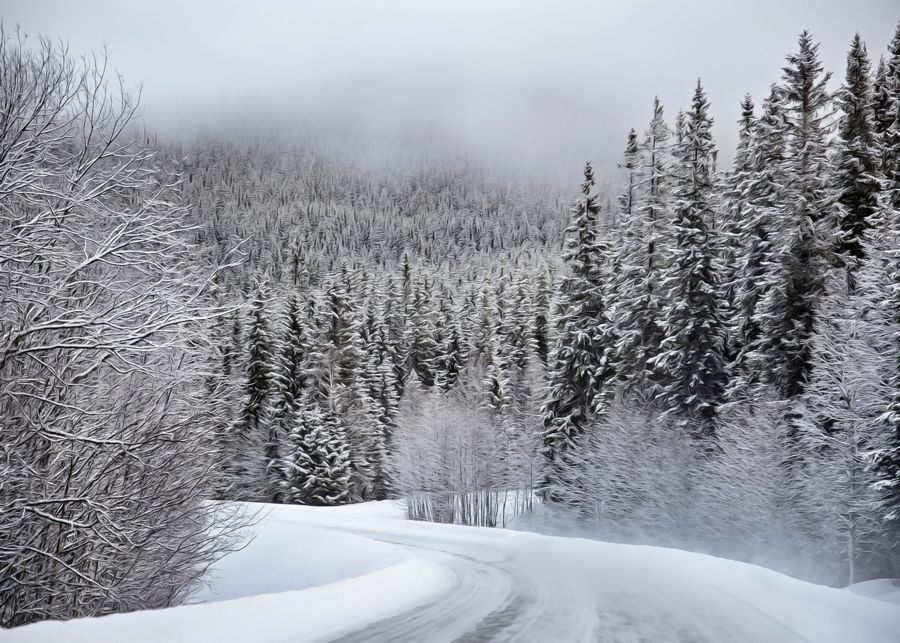 Seasonal, Winter Forest Trail Landscape Home