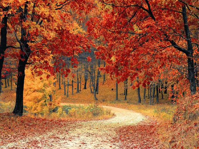 Fall Forest Trail Ecoartlab by Ecoartlab, horizontal tablet wallpaper