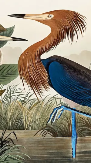 Purple Heron wallpaper