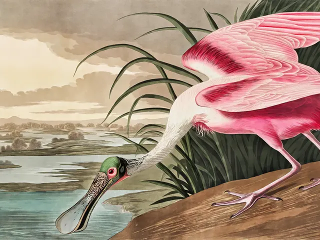 Roseate Spoonbill by John James Audubon, horizontal tablet wallpaper