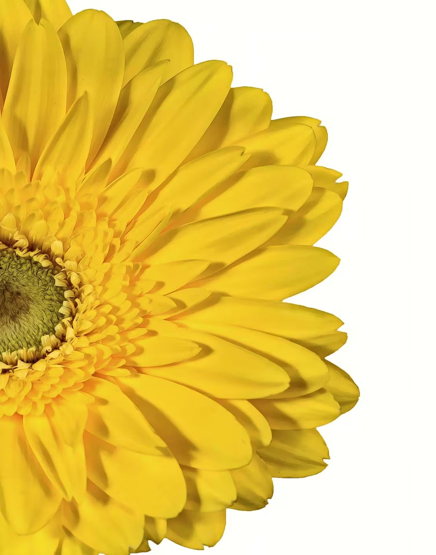 Flowers, Yellow Gerbera Daisy Flower